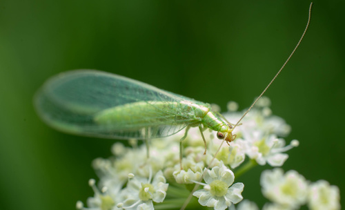 iNaturalist observation photo of Common Green Lacewings