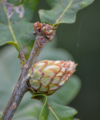 Oak Artichoke Gall Wasp