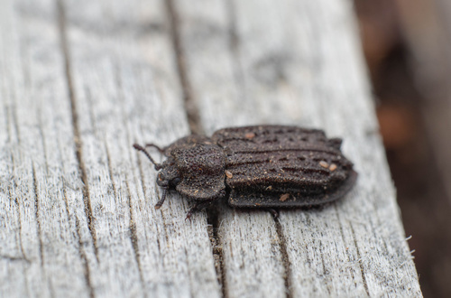 iNaturalist observation photo of Calitys