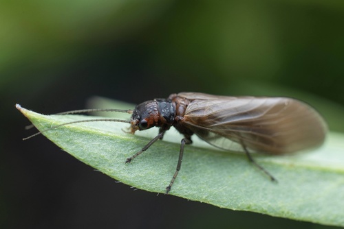 iNaturalist observation photo of Sialis nevadensis