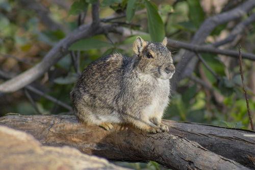 Rock Cavy