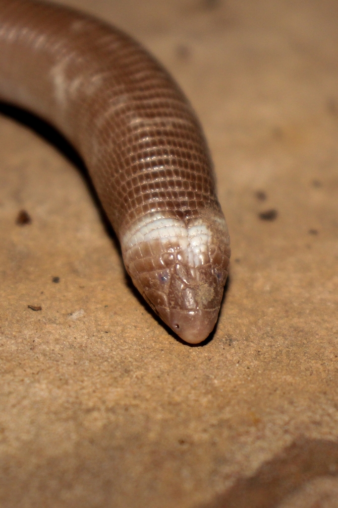 Crooked Worm Lizard
