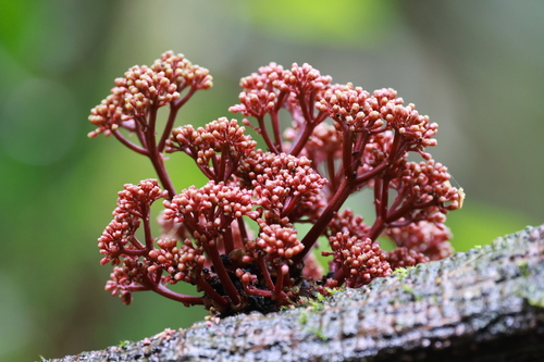 Tetrastigma cauliflorum