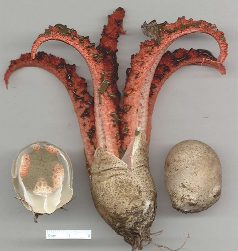 devil's-fingers
