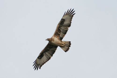 Avistamiento Águila perdicera o águila azor perdicera