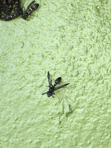 Polybia plebeja (Polybia plebeja)