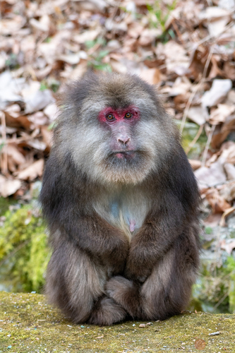 Macaca thibetana (A.Milne-Edwards, 1870)