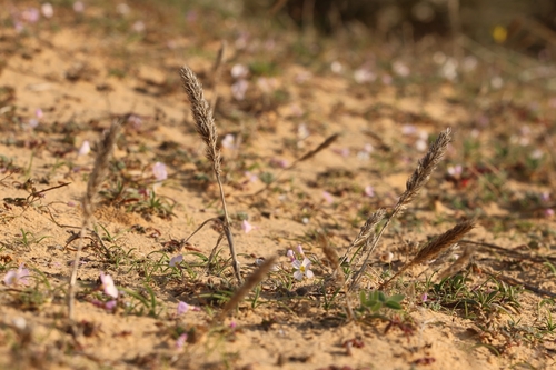 Trisetaria koelerioides