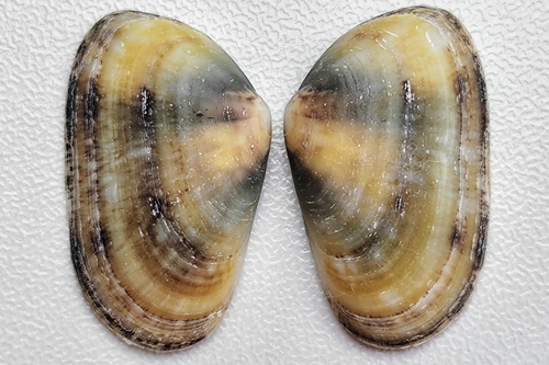 Corneous Wedge Clam