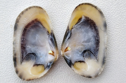 Corneous Wedge Clam