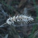 Echinopogon caespitosus - Photo (c) peterzoo, todos los derechos reservados, subido por peterzoo