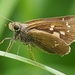 黃紋孔弄蝶 - Photo 由 Nelson Wan 所上傳的 (c) Nelson Wan，保留所有權利