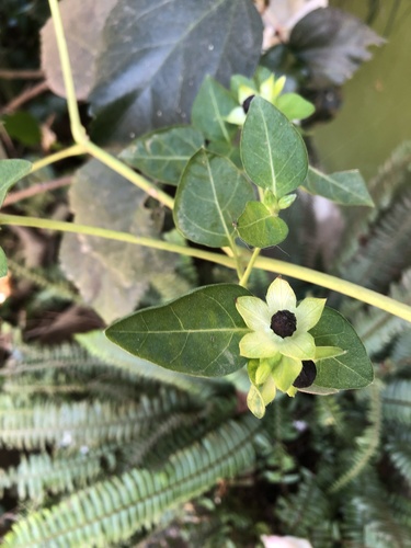 marvel of Peru (Mirabilis jalapa)