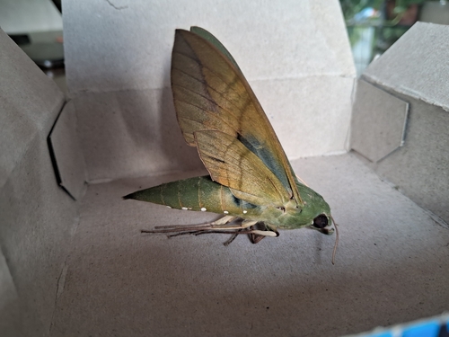 Gaudy Sphinx
