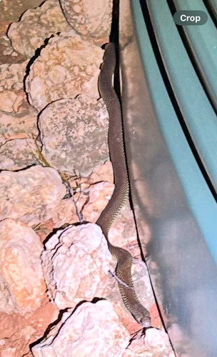 Mulga Snake sighting