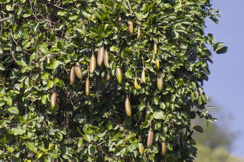 Dolichandra quadrivalvis
