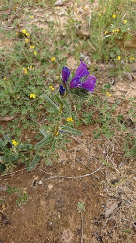 sand viper's bugloss