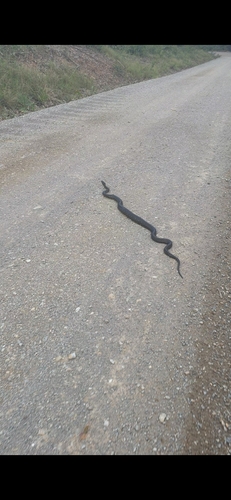 Diamond Python sighting