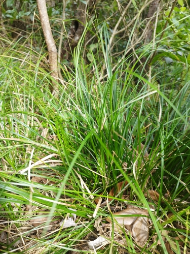 Carex hattoriana