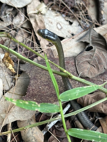 Common Tree Snake sighting
