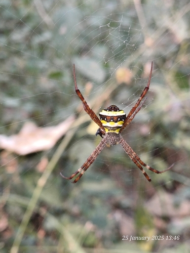 Garden cross spider