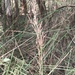 Lepidosperma tetraquetrum - Photo (c) annbentley, todos los derechos reservados