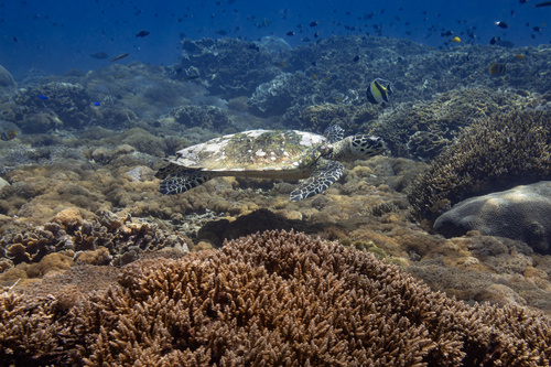 Hawksbill Sea Turtle — seen at this dive site