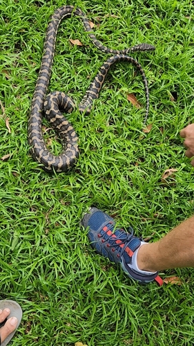 Coastal Carpet Python sighting