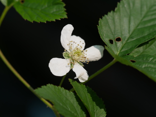 Wheeler's blackberry (Rubus wheeleri)