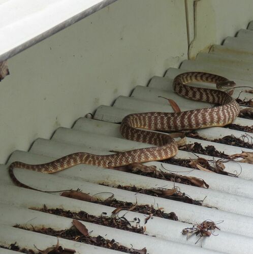 Brown Tree Snake sighting