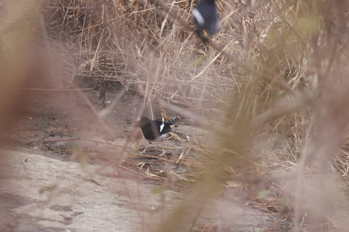 White-crowned Forktail