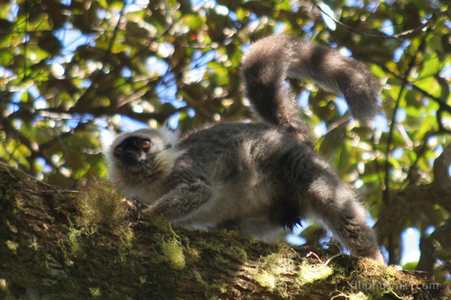 Sanford's Brown Lemur