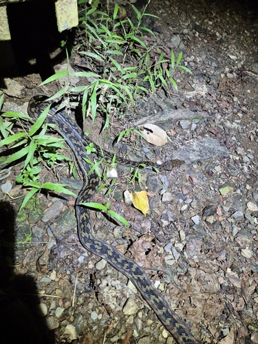 Australian Scrub Python sighting