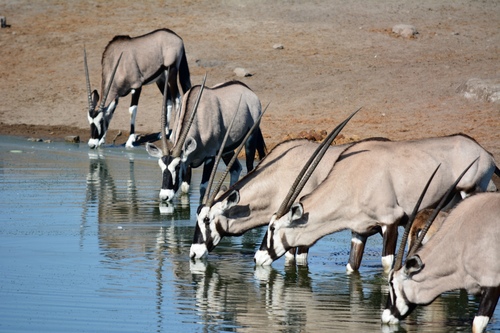 Gemsbok