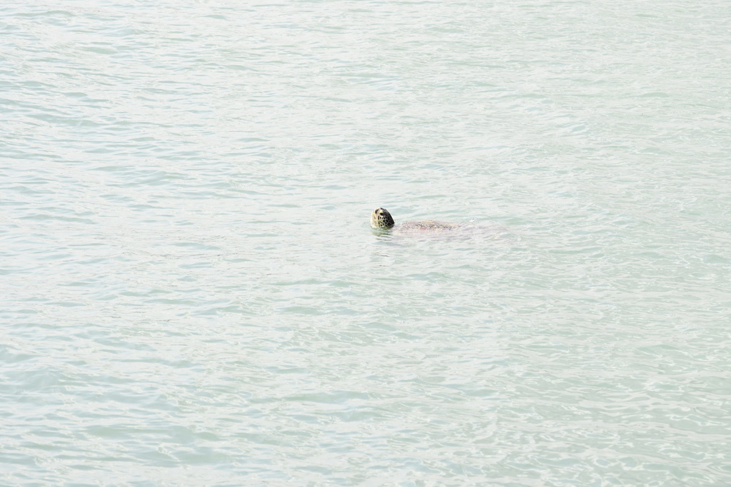 Green Sea Turtle