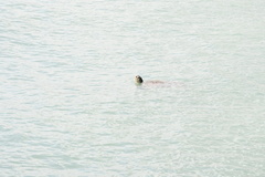 Green Sea Turtle