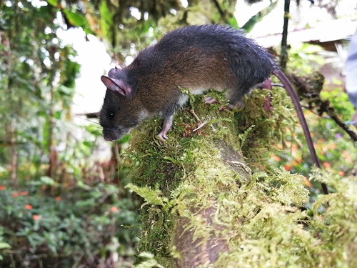 Gray-bellied Rice Rat (Nephelomys moerex) — Data Deficient Mammalia