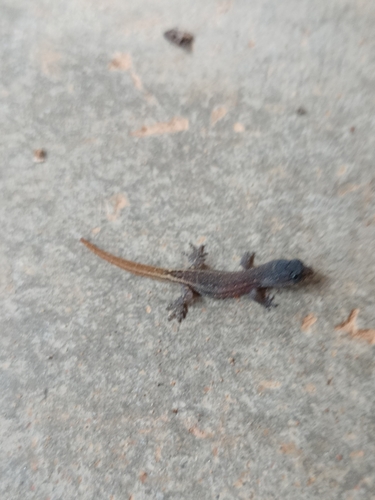 Goias Gecko