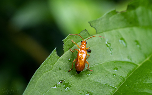 Hoplasoma unicolor · iNaturalist