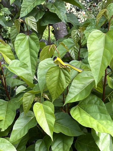 Common Tree Snake sighting