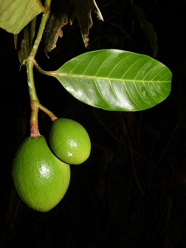 Rhigospira quadrangularis