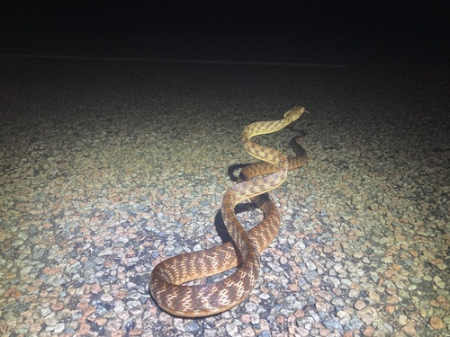 Brown Tree Snake sighting