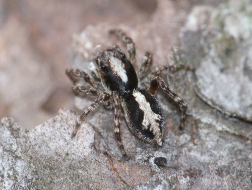 Attulus finschi (L.Koch, 1879)