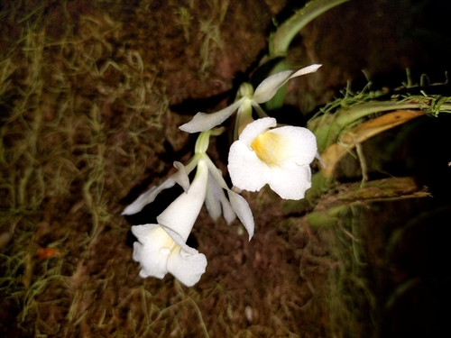 Trichopilia endresiana