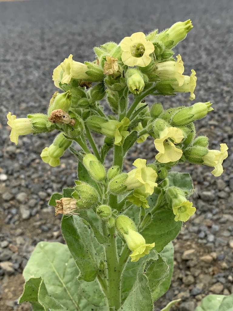 aztec tobacco Photos of Aztec Tobacco (Nicotiana rustica) · iNaturalist