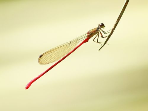 Inpabasis machadoi