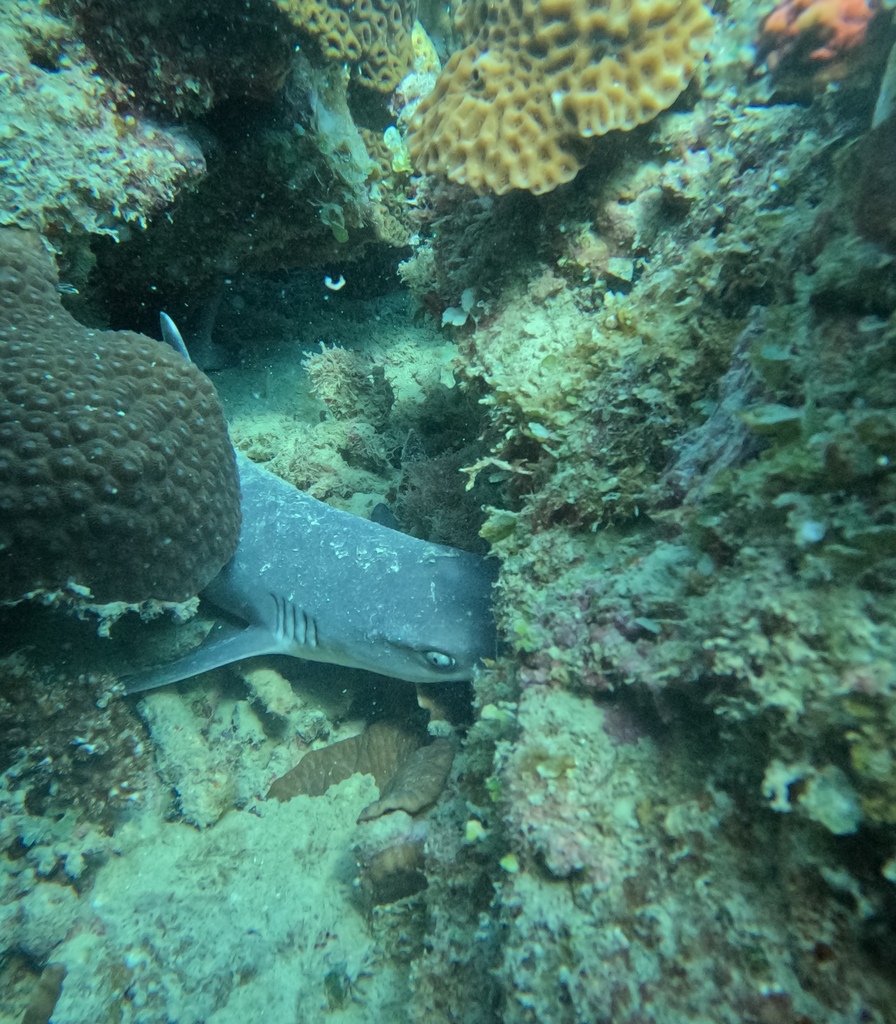 Whitetip reef shark