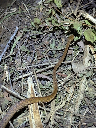 Brown Tree Snake sighting