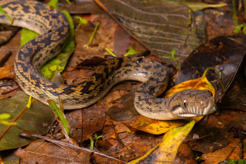 Australian Scrub Python sighting