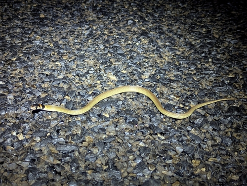 Eastern Brown Snake sighting